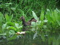Gallinula chloropus 2, Waterhoen, Saxifraga-Henk Sierdsema