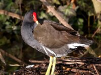 Gallinula chloropus 20, Waterhoen, Saxifraga-Bart Vastenhouw