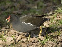 Gallinula chloropus 23, Waterhoen, Saxifraga-Jan van der Straaten