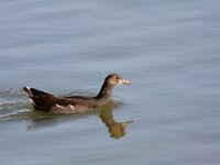 Gallinula chloropus 24, Waterhoen, Saxifraga-Henk Baptist