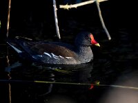 Gallinula chloropus 25, Waterhoen, Saxifraga-Bart Vastenhouw