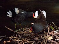 Gallinula chloropus 26, Waterhoen, Saxifraga-Bart Vastenhouw