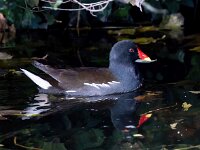 Gallinula chloropus 27, Waterhoen, Saxifraga-Bart Vastenhouw