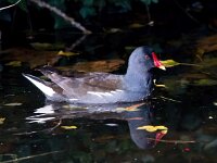 Gallinula chloropus 28, Waterhoen, Saxifraga-Bart Vastenhouw