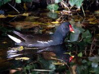 Gallinula chloropus 29, Waterhoen, Saxifraga-Bart Vastenhouw