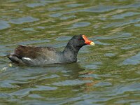 Gallinula chloropus 3, Waterhoen, Saxifraga-Jan van der Straaten