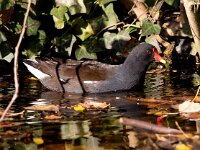 Gallinula chloropus 30, Waterhoen, Saxifraga-Bart Vastenhouw