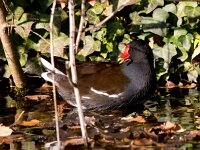 Gallinula chloropus 31, Waterhoen, Saxifraga-Bart Vastenhouw