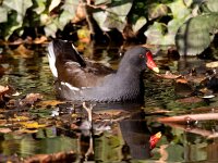 Gallinula chloropus 32, Waterhoen, Saxifraga-Bart Vastenhouw