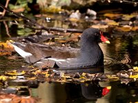 Gallinula chloropus 33, Waterhoen, Saxifraga-Bart Vastenhouw