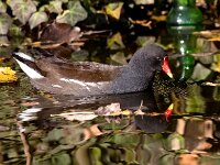 Gallinula chloropus 34, Waterhoen, Saxifraga-Bart Vastenhouw