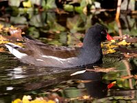 Gallinula chloropus 35, Waterhoen, Saxifraga-Bart Vastenhouw