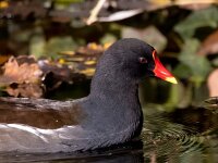 Gallinula chloropus 36, Waterhoen, Saxifraga-Bart Vastenhouw