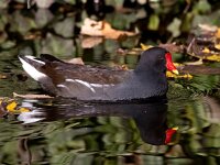 Gallinula chloropus 37, Waterhoen, Saxifraga-Bart Vastenhouw