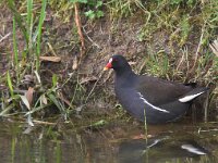 Gallinula chloropus 5, Waterhoen, Saxifraga-Luc Hoogenstein