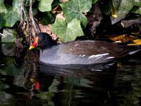 Gallinula chloropus 58, Waterhoen, Saxifraga-Bart Vastenhouw