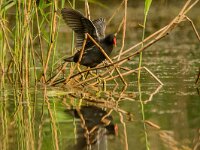 Gallinula chloropus 62, Waterhoen, adult, Saxifraga-Theo Verstrael