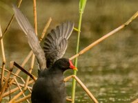 Gallinula chloropus 64, Waterhoen, adult, Saxifraga-Theo Verstrael