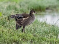 Gallinula chloropus 71, Waterhoen, juvenile, Saxifraga-Theo Verstrael
