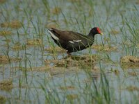Gallinula chloropus 9, Waterhoen, Saxifraga-Marijke Verhagen