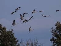 Grus grus 21, Kraanvogel, Saxifraga-Jan Nijendijk