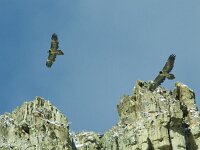 Gypaetus barbatus 10, Baardgier, Saxifraga-Mark Zekhuis