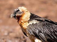 Gypaetus barbatus 39, Lammergier, Saxifraga-Bart Vastenhouw