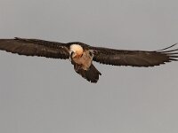 Gypaetus barbatus 8, Baardgier, Saxifraga-Joerg Mager