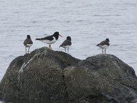 Haematopus ostralegus 115, Scholekster, Saxifraga-Willem van Kruijsbergen