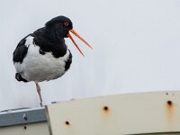 Haematopus ostralegus 121, Scholekster, adult, Saxifraga-Theo Verstrael