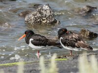 Haematopus ostralegus 125, Scholekster, adult, Saxifraga-Theo Verstrael