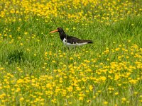 Haematopus ostralegus 126, Scholekster, adult and juvenile, Saxifraga-Theo Verstrael