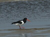 Haematopus ostralegus 52, Scholekster, Saxifraga-Willem van Kruijsbergen
