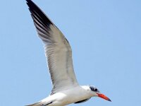 Hydroprogne caspia 11, Reuzenstern, Saxifraga-Bart Vastenhouw