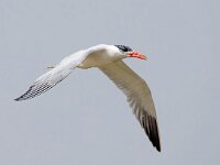 Hydroprogne caspia 16, Reuzenstern, Saxifraga-Bart Vastenhouw