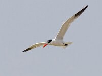 Hydroprogne caspia 21, Reuzenstern, Saxifraga-Bart Vastenhouw