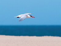 Hydroprogne caspia 32, Reuzenstern, Saxifraga-Bart Vastenhouw