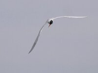 Hydroprogne caspia 36, Reuzenstern, Saxifraga-Tom Heijnen