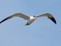 Hydroprogne caspia 5, Reuzenstern, Saxifraga-Bart Vastenhouw