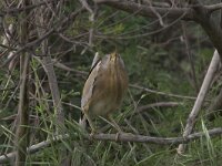 Ixobrychus minutus 10, Woudaap, Saxifraga-Luc Hoogenstein