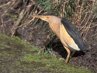 Ixobrychus minutus 13, Woudaap, Saxifraga-Mark Zekhuis