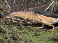 Ixobrychus minutus 14, Woudaap, Saxifraga-Mark Zekhuis