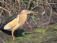 Ixobrychus minutus 16, Woudaap, Saxifraga-Mark Zekhuis