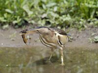 Ixobrychus minutus 18, Woudaap, female, Saxifraga-Piet Munsterman