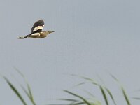 Ixobrychus minutus 20, Woudaap, Saxifraga-Mark Zekhuis