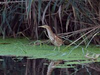 Ixobrychus minutus 31, Woudaap, juvenile, Saxifraga-Martin Mollet
