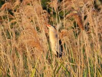 Ixobrychus minutus 34, Woudaap, Saxifraga-Bart Vastenhouw