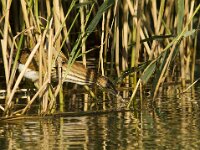 Woudaap  Woudaap - Ixobrychus minutus