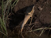 Ixobrychus minutus 5, Woudaap, Saxifraga-Luc Hoogenstein