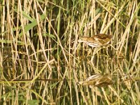 Woudaap  Woudaap - Ixobrychus minutus